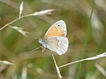 Thumbnail for Coenonympha california