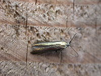 Coleophora sp., possibly frischella Coleophora frischella.jpg