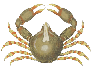 <i>Coleusia</i> Genus of crabs