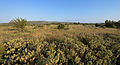 * Nomination Garrigue on the Moure Hills, and a part of the Nord Bassin de Thau wind farm. Montbazin, Hérault, France. --Christian Ferrer 18:21, 17 June 2013 (UTC) * Promotion Good quality. --JLPC 19:12, 17 June 2013 (UTC)