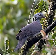 Nilgiri wood-pigeon