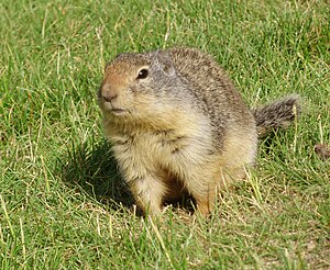 Columbian ground squirrel.jpg