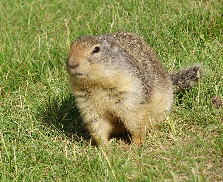 File:Columbian ground squirrel.jpg