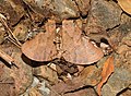 Common Evening Brown Melanitis leda DSF by Raju Kasambe DSCN2907 (31).jpg
