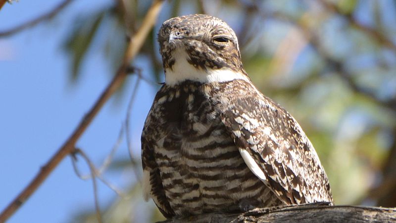 File:Common Nighthawk (14591164046).jpg