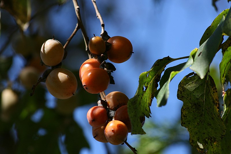 File:Common Persimmon in Bear Creek Lake State Park (5091720114).jpg