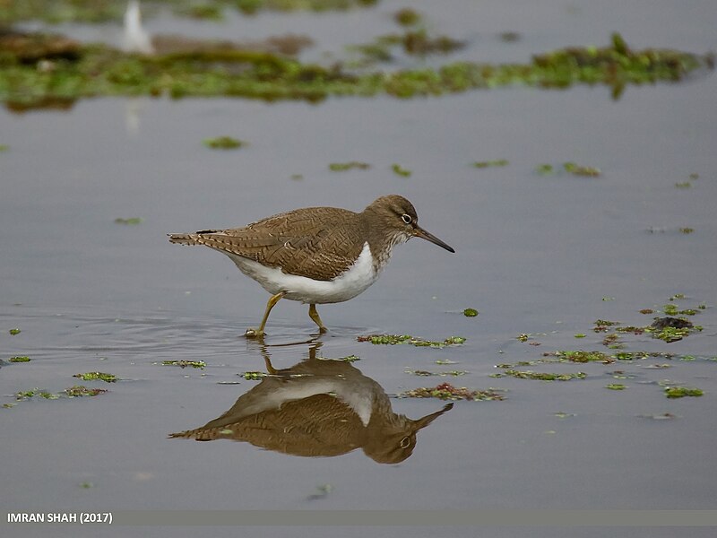 File:Common Sandpiper (Actitis hypoleucos) (33724478303).jpg