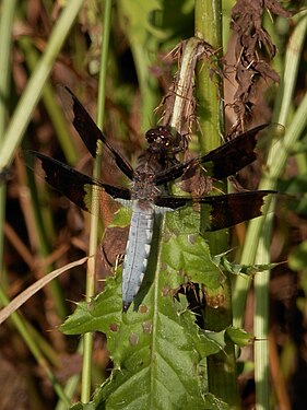 Common Whitetail (Plathemis lydia), Male