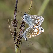 Polyommatus icarus mariscolore (Common blues) mating (male above)