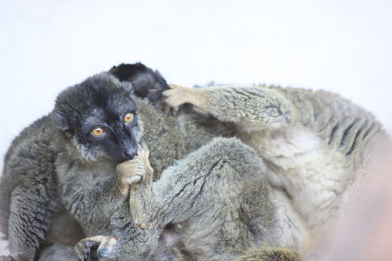 File:Common brown lemur (4206047032).jpg