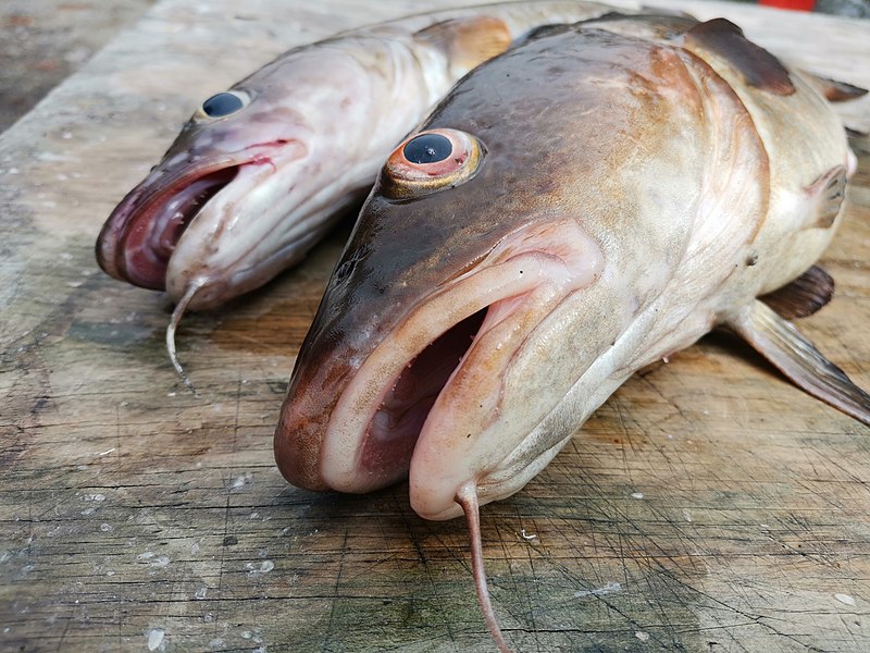 File:Common ling, Atlantic cod.jpg