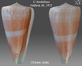 Conus berdulinus