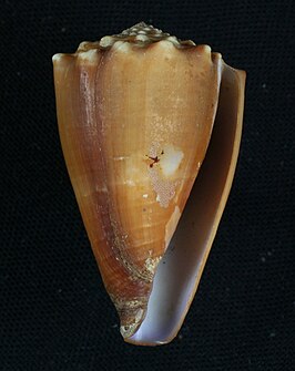 Conus diadema