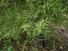 Coprosma linariifolia 11.JPG