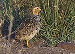 Thumbnail for Coqui francolin