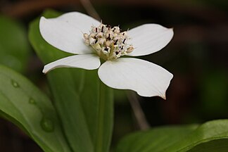 Cornus unalaschkensis