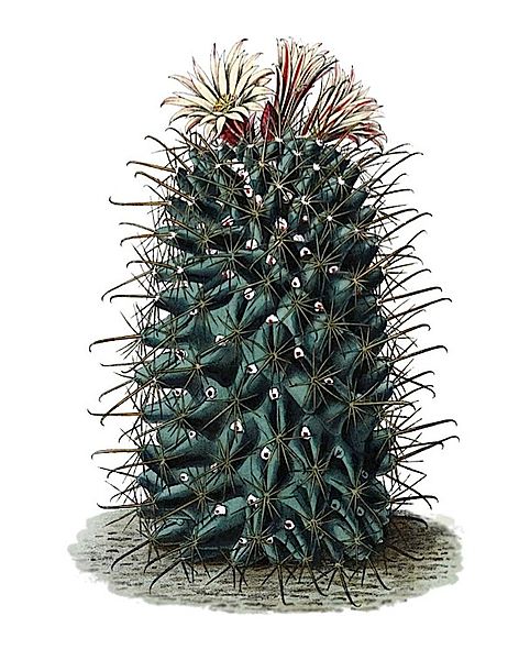 File:Coryphantha clavata ssp clavata T7.jpg