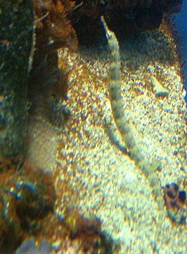 Corythoichthys intestinalis