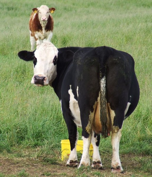 File:Cows - geograph.org.uk - 562415.jpg