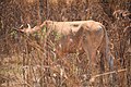 Cows in Zambia 05.jpg