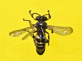 <i>Bembecinus</i> Genus of wasps