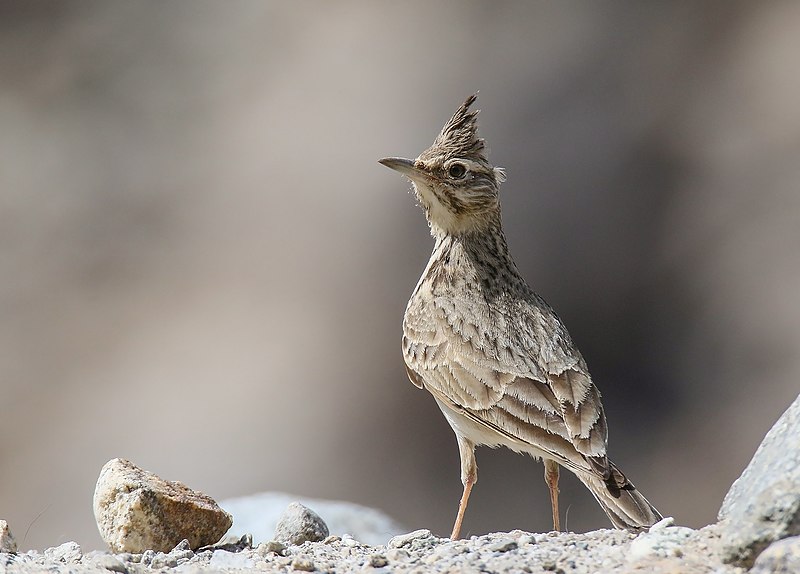 File:Crested Lark (Galerida cristata) (40854397903).jpg