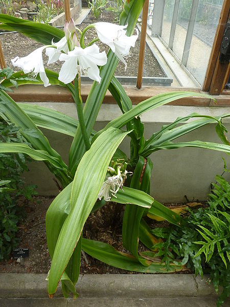 File:Crinum moorei 'Lily of The Orinoco' (Amaryllidaceae) plant.JPG