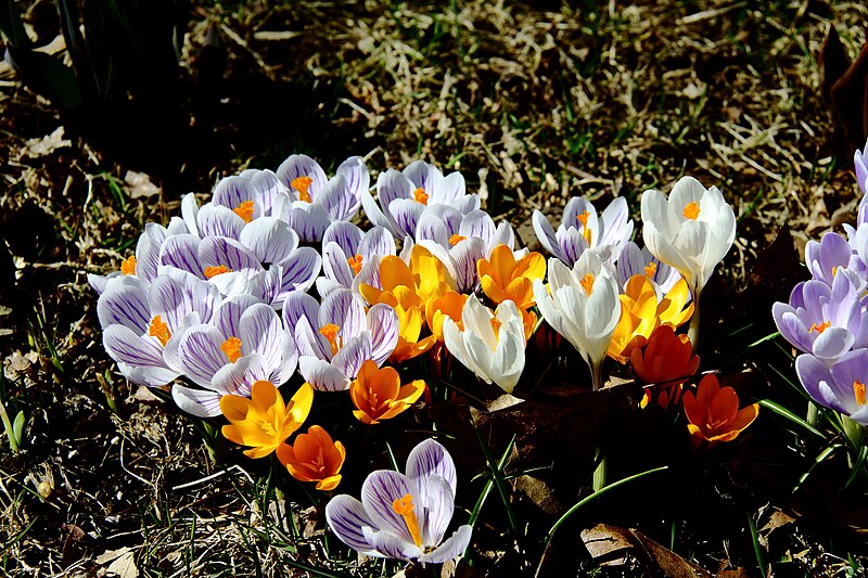 File:Crocus1980.pp.jpg