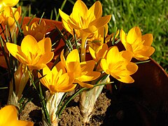 Crocus ancyrensis 2.JPG