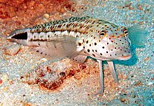 Cropped-Parapercis hexophtalma 1.jpg