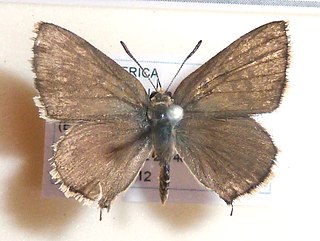 <i>Crudaria leroma</i> Species of butterfly