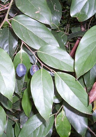 <i>Cryptocarya rigida</i> Species of tree