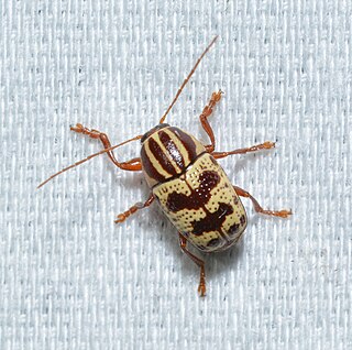 <i>Cryptocephalus leucomelas</i> Species of beetle