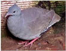 The small-billed tinamou has been considered a suitable candidate for domestication Crypturellus parvirostris.JPG