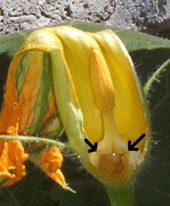 Male flower, part of the perianth and one filament removed