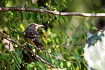 Thumbnail for File:Curve-billed thrasher (50772593946).jpg