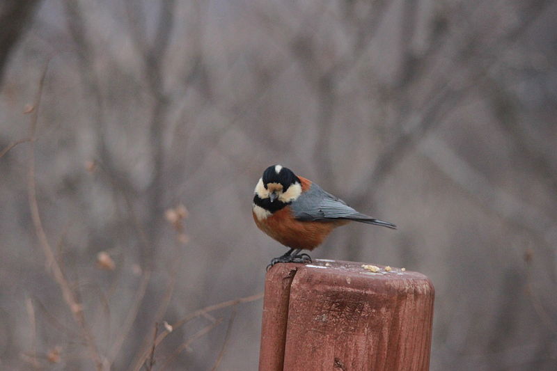 File:Cyanistes varius varius Korea.jpg