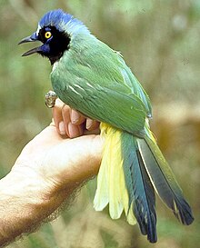 Green jay (Cyanocorax yncas) Cyanocorax luxuosus 1.jpg