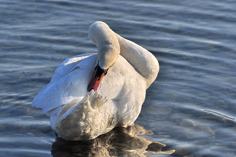 File:Cygnus olor - Rapperswil Bühlerallee 2011-03-11 17-11-40.JPG