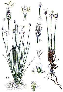 Cyperaceae spp Sturm6.jpg