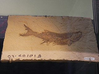 <i>Cyranorhis</i> Extinct genus of fishes