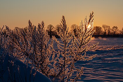 Planta coberta de gelo ao nascer do sol em Hausdülmen, Renânia do Norte-Vestfália, Alemanha. (definição 6 720 × 4 480)