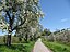 Germany - Baden-Württemberg - Bodenseekreis - Kressbronn am Bodensee, Grenzweg: flowering fruit trees