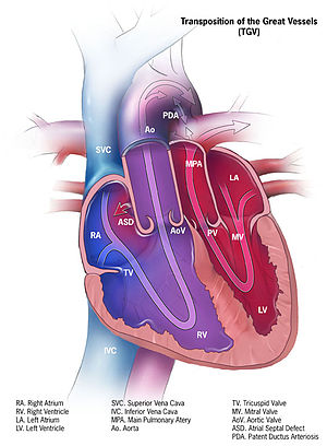 Cardiology