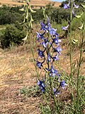 Miniatura para Delphinium peregrinum