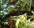 Papilio polytes - Botanischer Garten Bremen