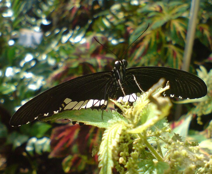 File:DSC01806 - Papilio polytes.JPG