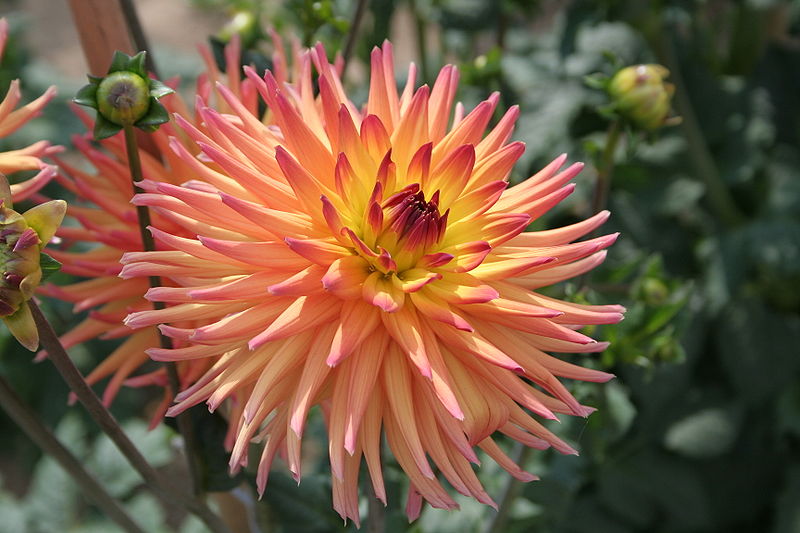 File:Dahlia Icarus.JPG