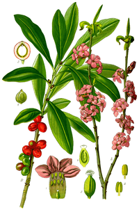 Daphne mezereum, Thome-347.png