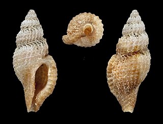 <i>Daphnellopsis fimbriata</i> Species of gastropod